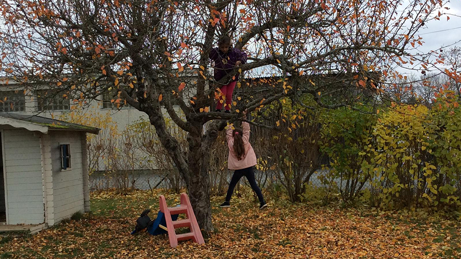 Barnen klättrar i träd.
